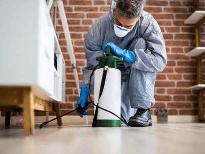 About Spider Extermination Melrose District - spider extermination experts in Melrose District